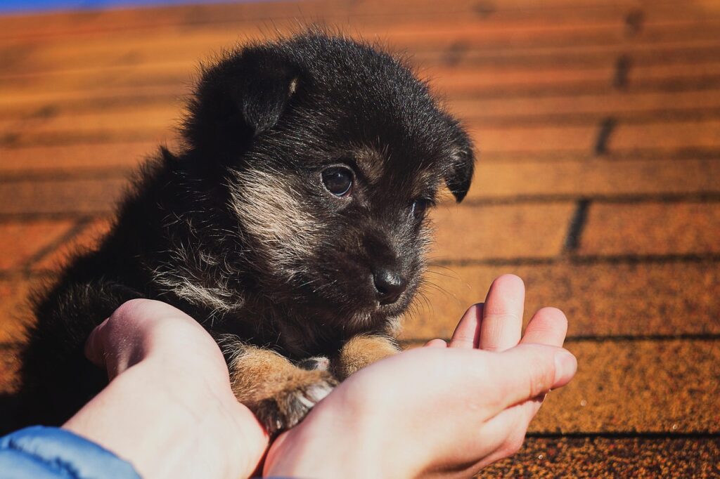 puppy, black, kindness, little puppy, kindness, kindness, kindness, kindness, kindness